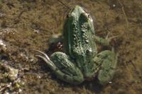 Pelophylax kl. esculentus