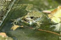 Pelophylax