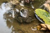 Pelophylax kl. esculentus