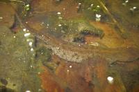 Triturus cristatus