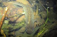Triturus cristatus