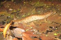 Triturus cristatus