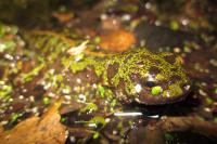 Triturus marmoratus
