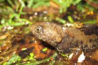 Triturus cristatus