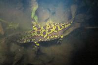 Triturus marmoratus