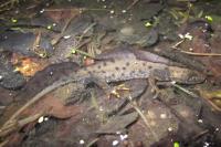 Triturus cristatus