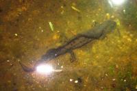 Triturus cristatus