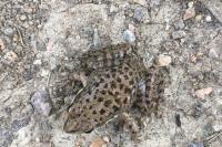 Pelophylax ridibundus