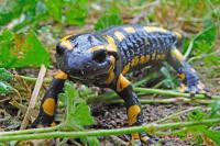 Salamandra salamandra