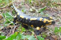 Salamandra salamandra