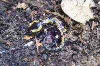 Salamandra salamandra