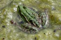 Pelophylax kl. esculentus