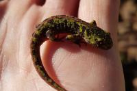 Triturus marmoratus