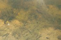 Bufo spinosus