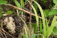 Pelophylax kl. esculentus