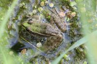 Pelophylax kl. esculentus