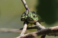 Pelophylax ridibundus