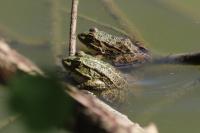 Pelophylax ridibundus