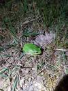 Hyla arborea