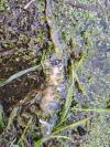 Triturus cristatus