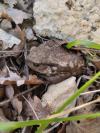 Bufo spinosus