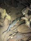 Ichthyosaura alpestris