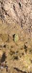 Pelophylax