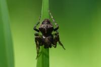 Gibbaranea bituberculata