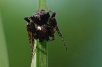 Gibbaranea bituberculata