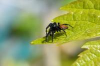 Carrhotus xanthogramma