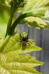 Carrhotus xanthogramma