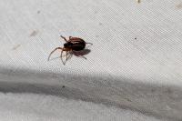 Hypsosinga heri