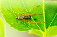 Anyphaena accentuata