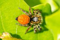 Carrhotus xanthogramma
