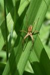 Pisaura mirabilis