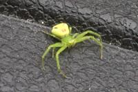 Ebrechtella tricuspidata