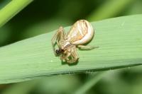 Xysticus