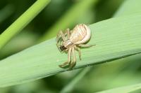 Xysticus