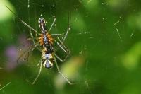 Neriene radiata