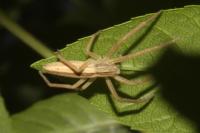 Tibellus