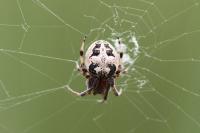 Larinioides