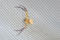 Thomisus onustus