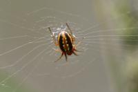 Hypsosinga heri