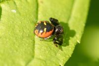 Synema globosum
