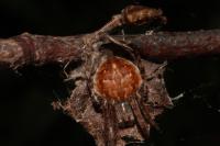 Agalenatea redii
