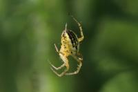 Mangora acalypha