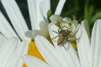Oxyopes