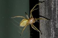 Cheiracanthium