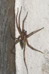 Agelena labyrinthica
