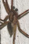 Agelena labyrinthica
